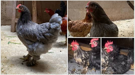 Selling 2 Buff & 2 Bantams only pickup