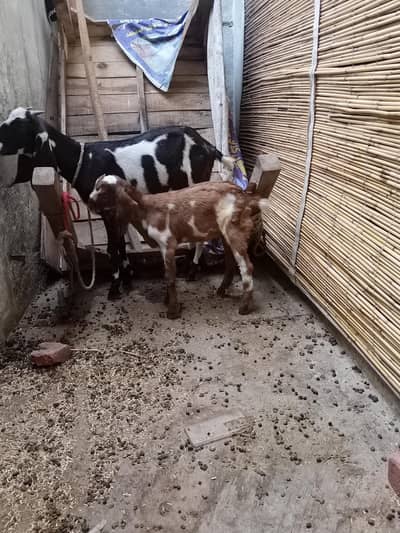 dogli bakri or path urgent sail