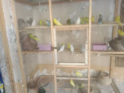 birds  for sale