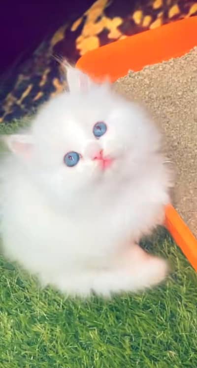 pure Persian cats vaccinated triple coated/WhatsApp 03254583038