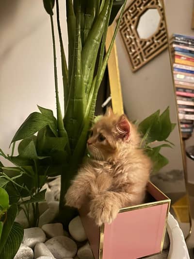3 month old Persian kitten orange