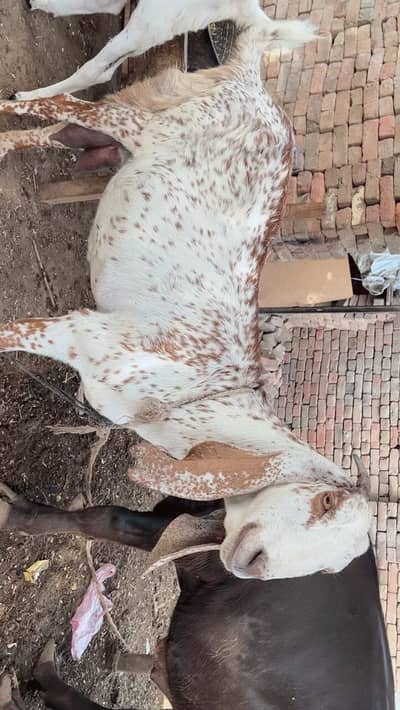 Goat for sale