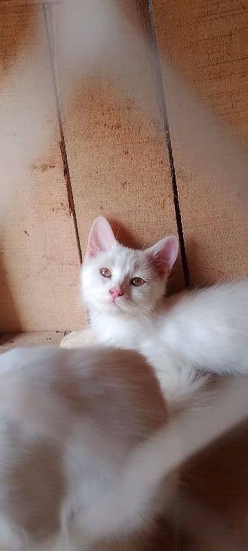 pure Parisian helthy and active kitten for sale