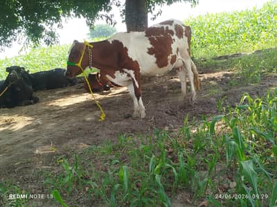 دوسرا سوا ریڈ فریزین چولستانی کراس پیچھے بچھڑا