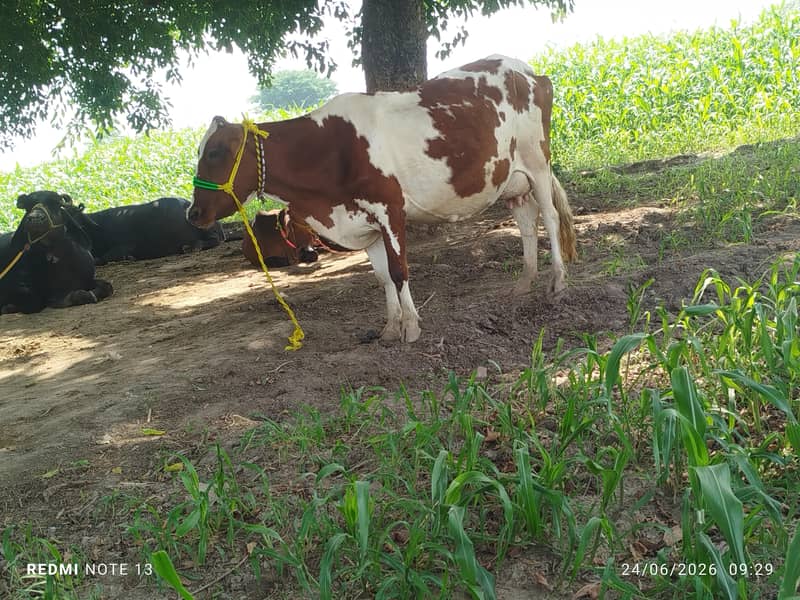 دوسرا سوا ریڈ فریزین چولستانی کراس پیچھے بچھڑا 0