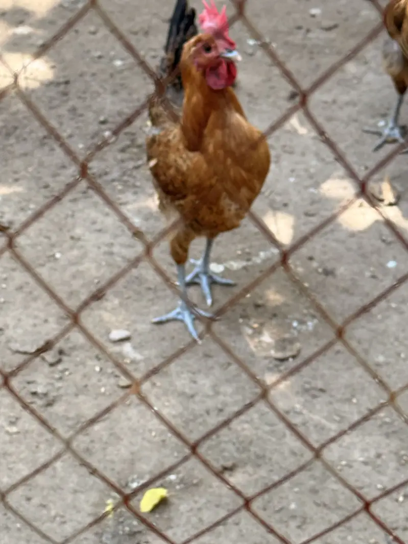 Egg laying hens — photo 2