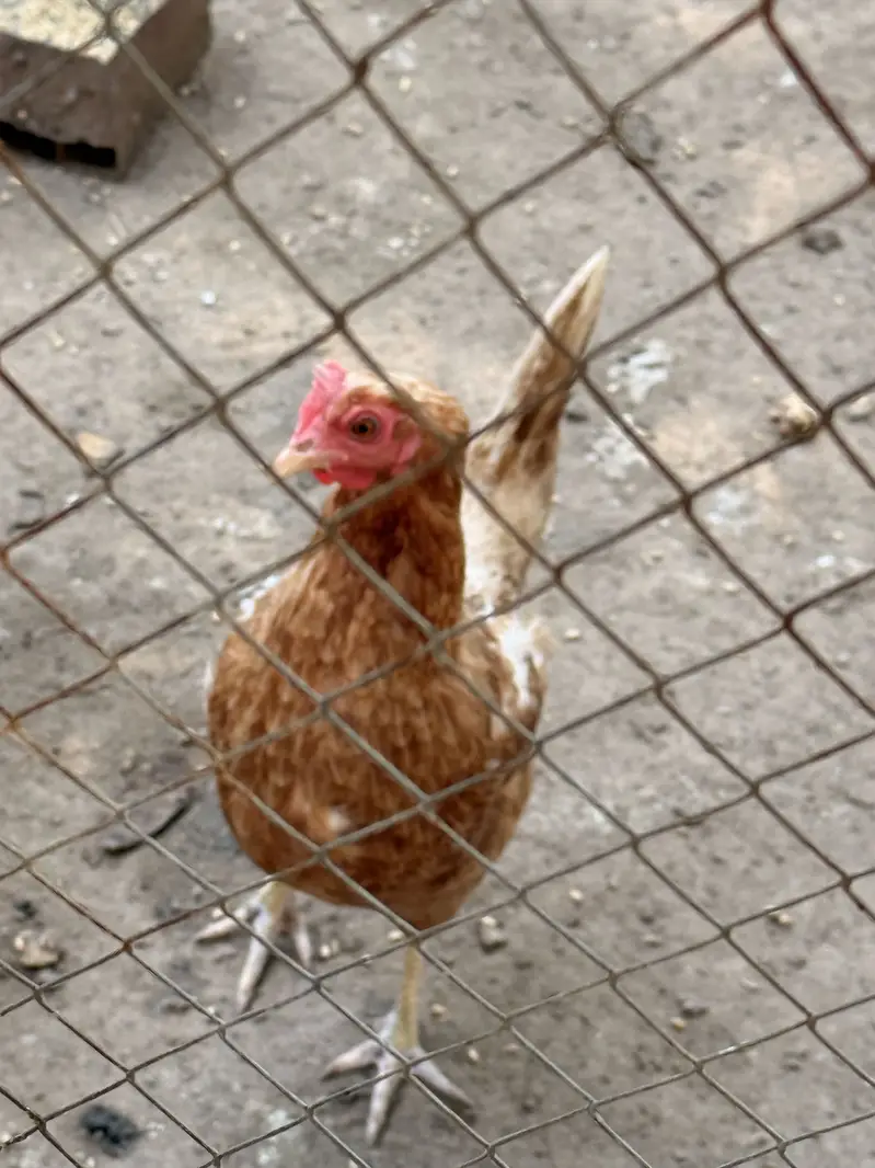 Egg laying hens — photo 3
