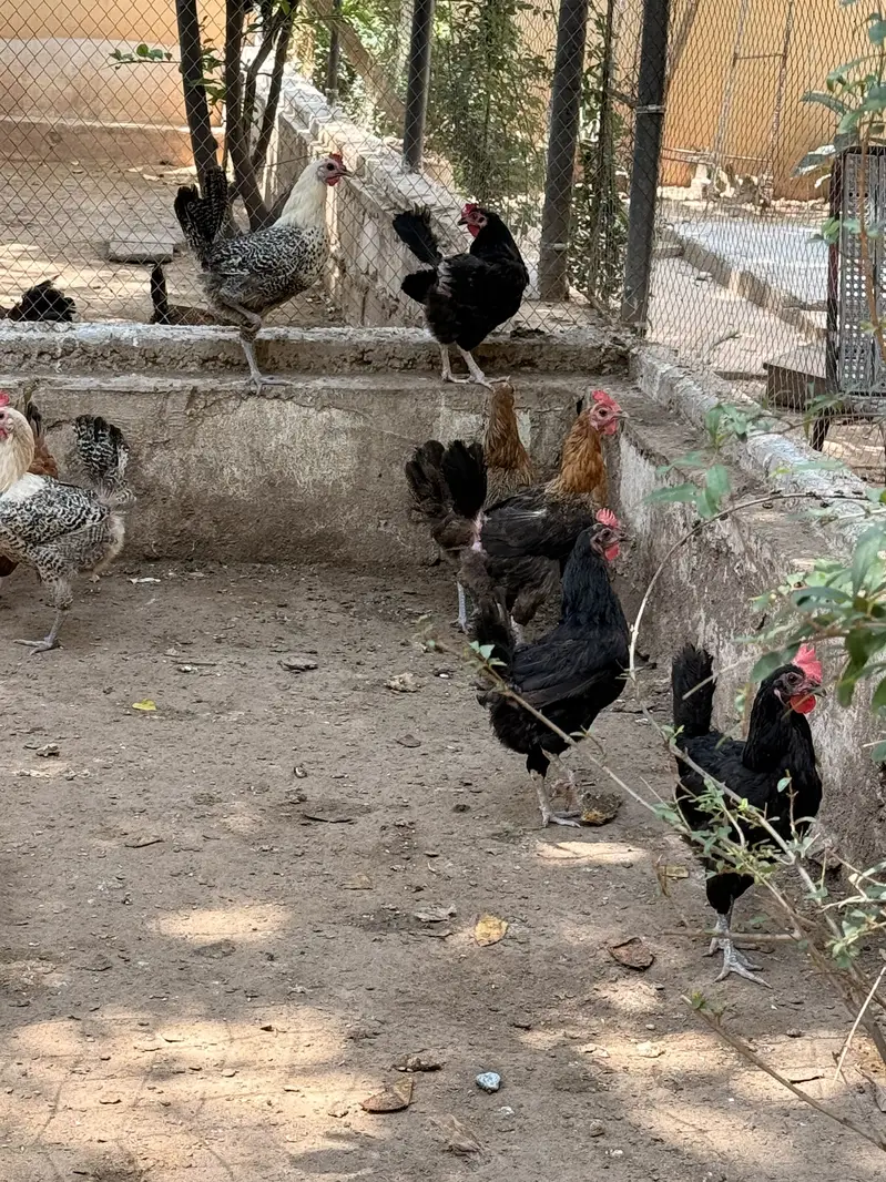 Egg laying hens — photo 4