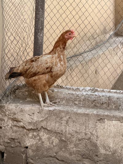 Egg laying hens