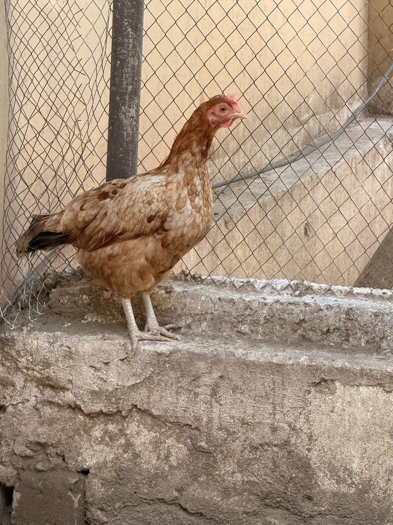 Egg laying hens