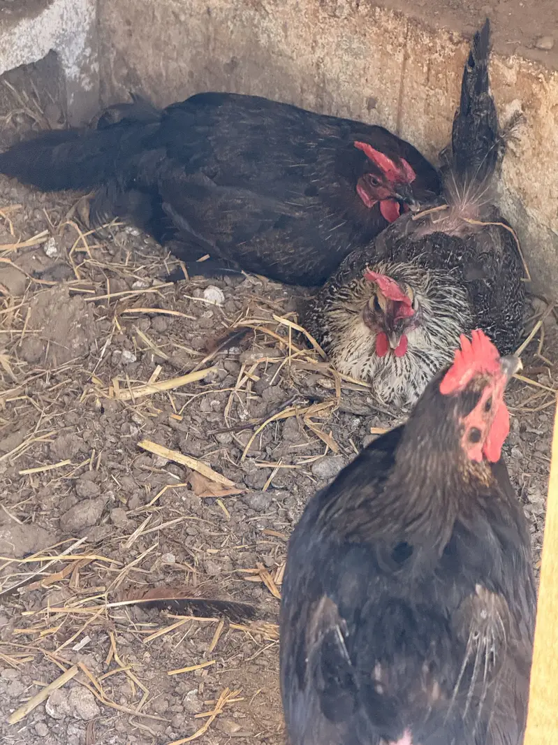 Egg laying hens — photo 5