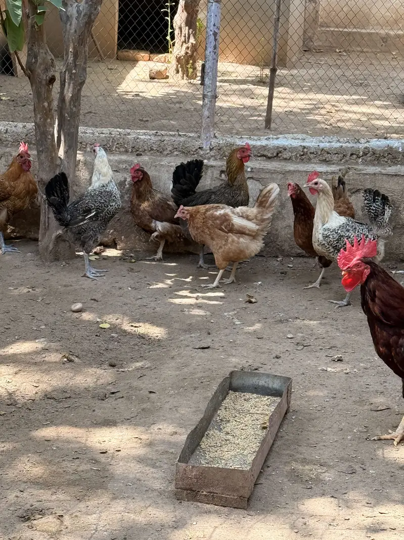 Egg laying hens — photo 6