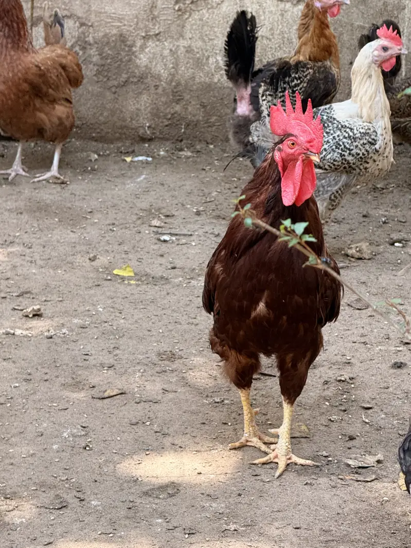 Egg laying hens — photo 7