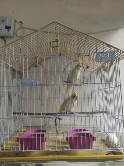 cocktail bird pair with cage