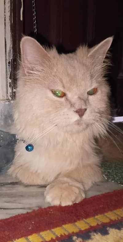 male Persian, age 10 month