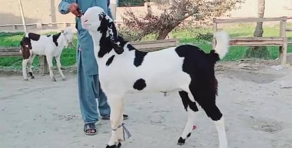desi Bakra for sale WhatsApp03487390292