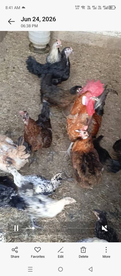 Golden misri murgi for sale