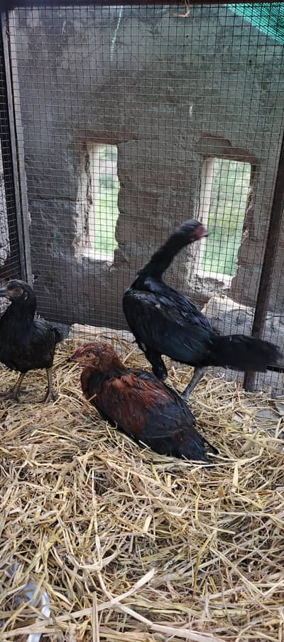 Desi Hen for eggs