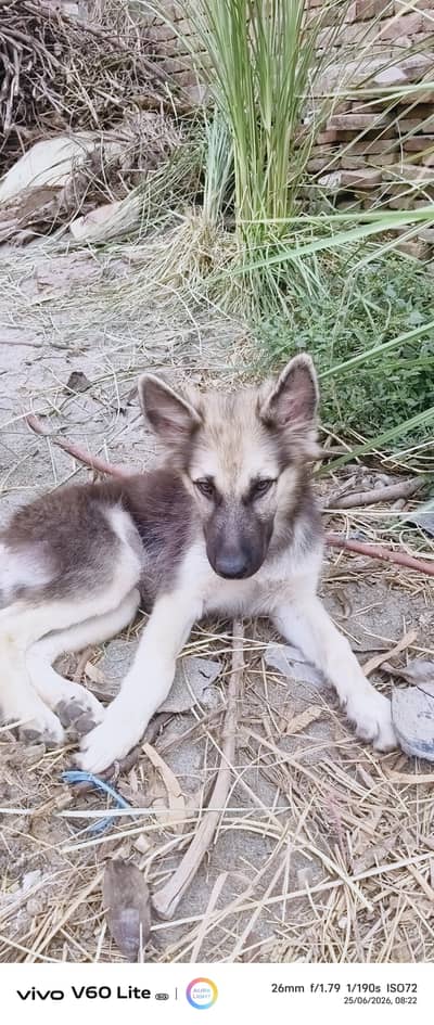 grmn husky kros