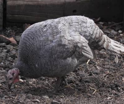 lavender blue slate & broadbrested white Turkey bird fresh fertile egg