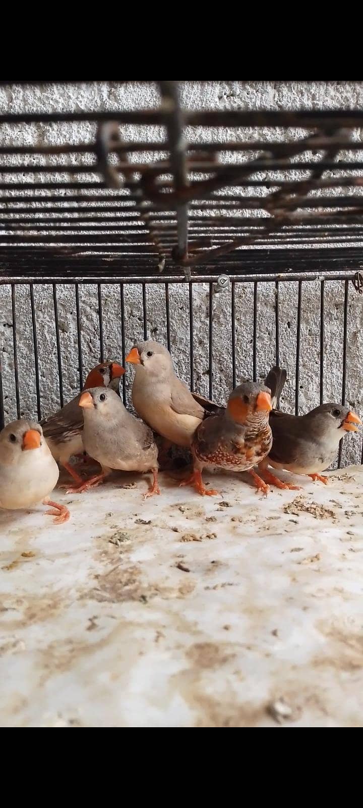 Finch java 1