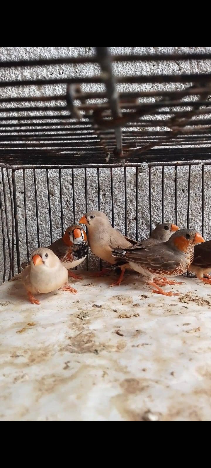 Finch java 3