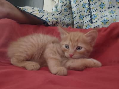 Kitten Cats