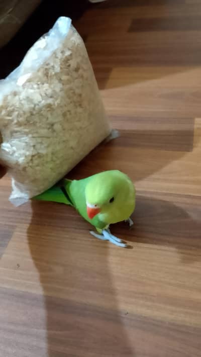ringneck chick