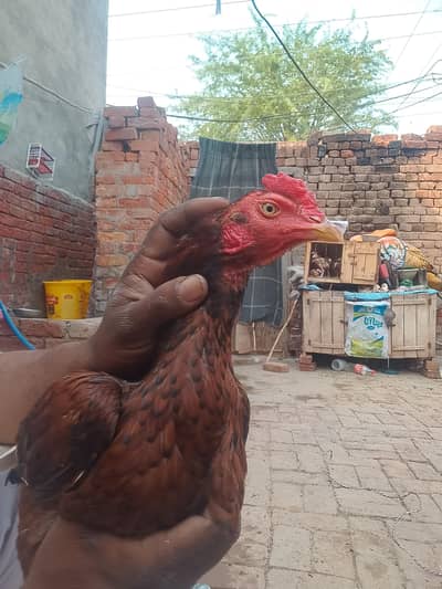 8months ka aseel murja