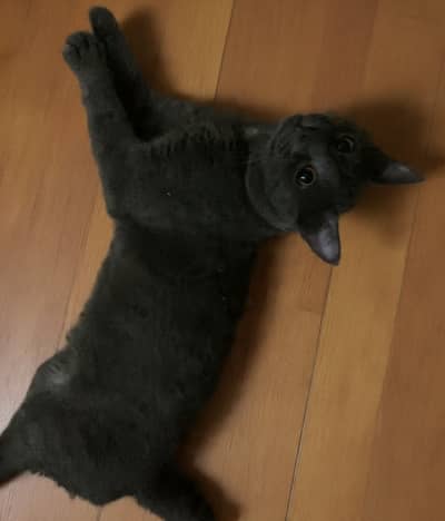 British Shorthair Male