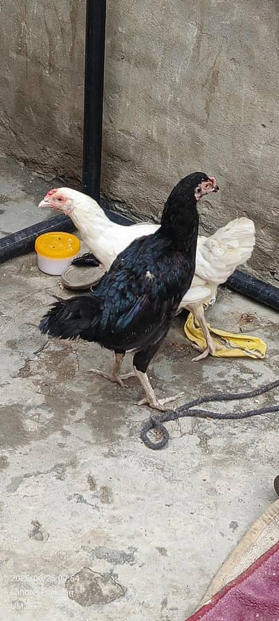 aseel murgiya dono egg dey rhye hai mujburi me sale kr rha ho.