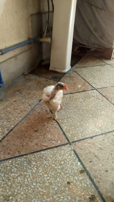 Multiple golden buff available for sale