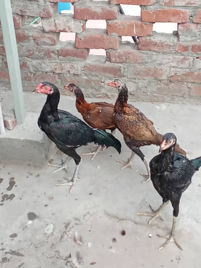 Aseel Thai Murga 1 and 4 Murgi for sale mobile no 03214272302