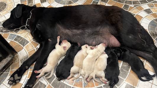 Labrador Puppies