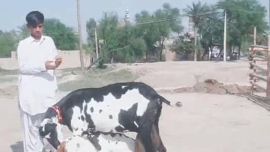 3 Bacchon Ka Sath Desi Bakri For Sale=03274970754)