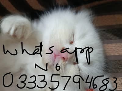 Persian kittens for sale