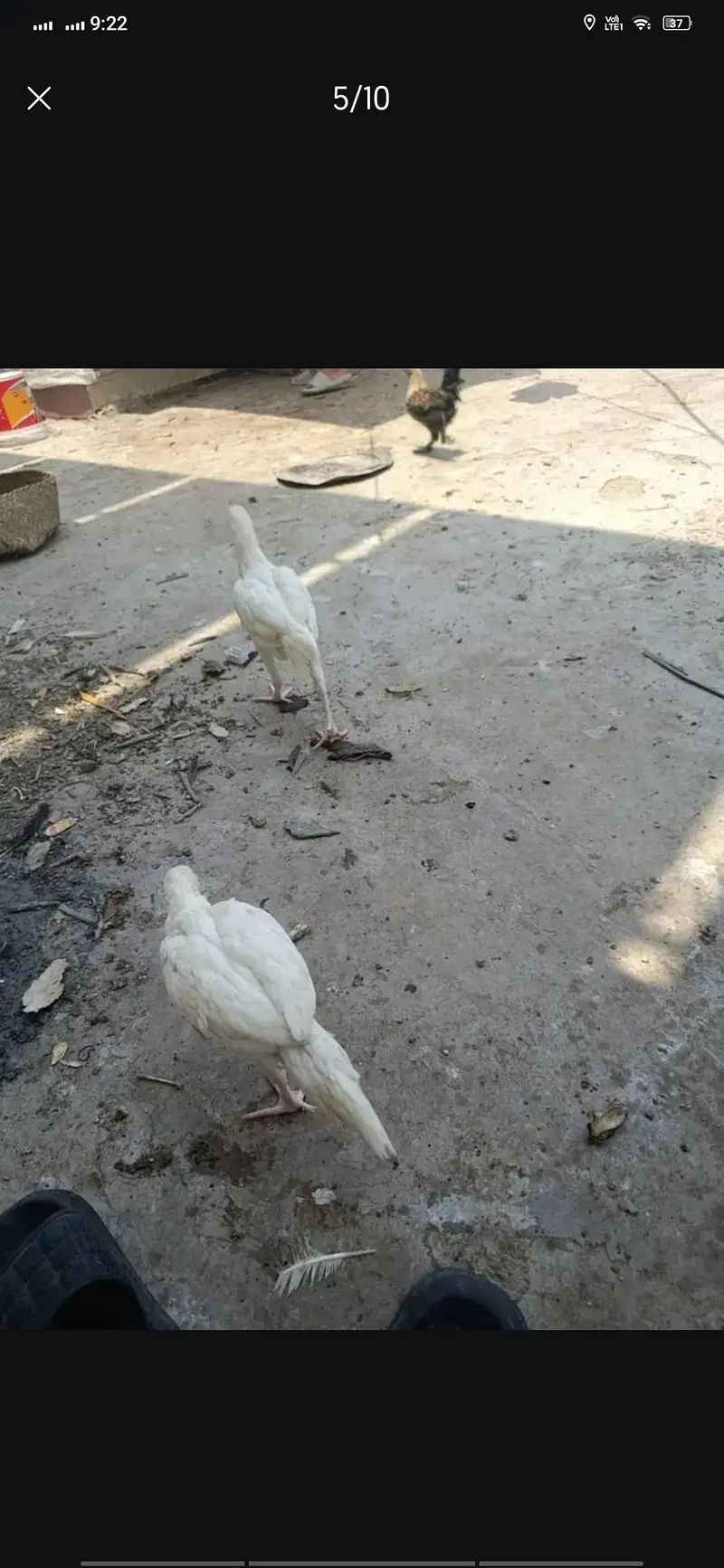 aseel Heera — photo 6