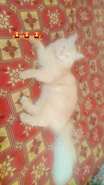 billi is very beautiful cat name Oreo