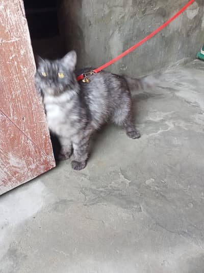 Russian Cat | Well Mannered | Clean and Beautiful