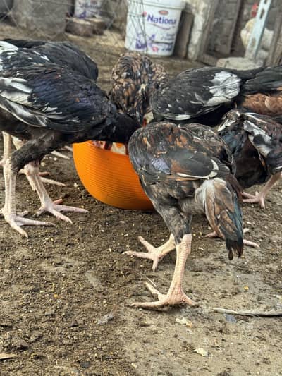 High-Quality Aseel Chicks (Mianwali x Amroha)