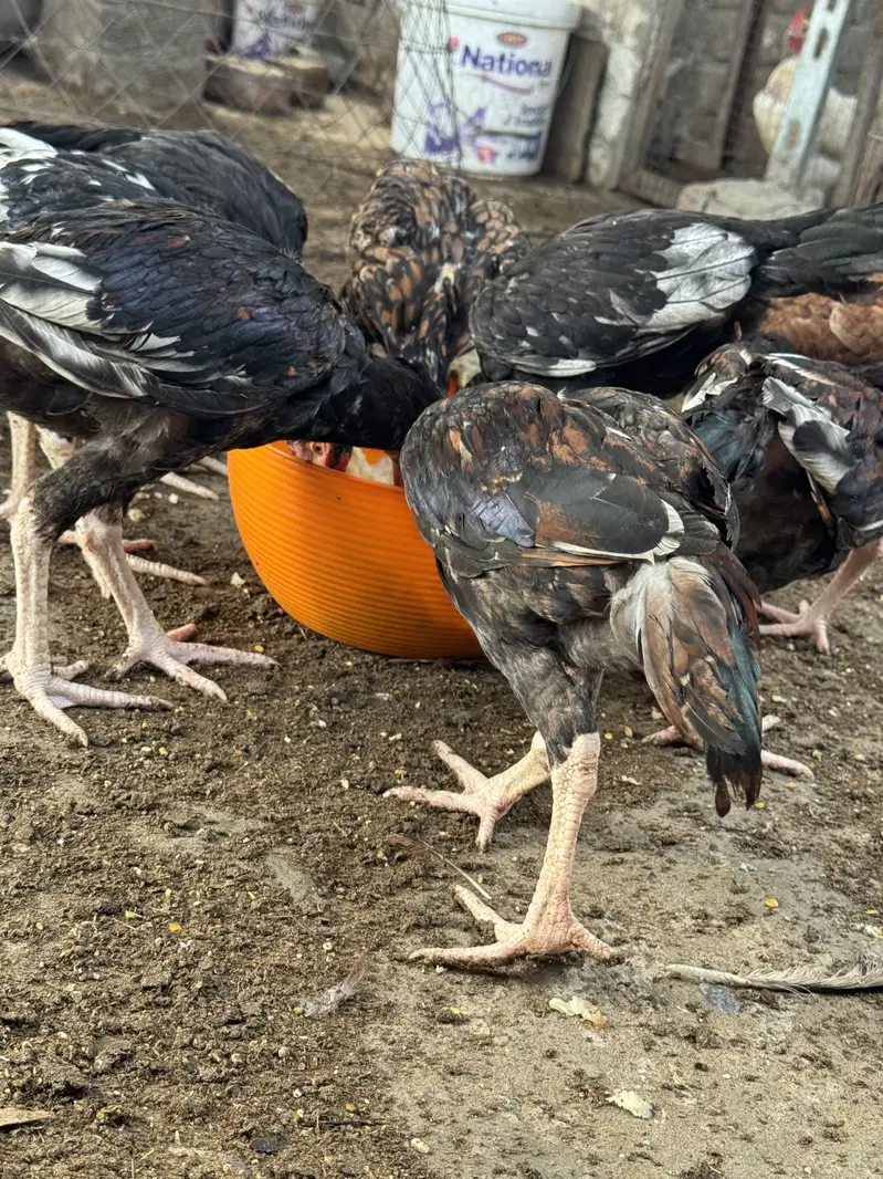 High-Quality Aseel Chicks (Mianwali x Amroha)