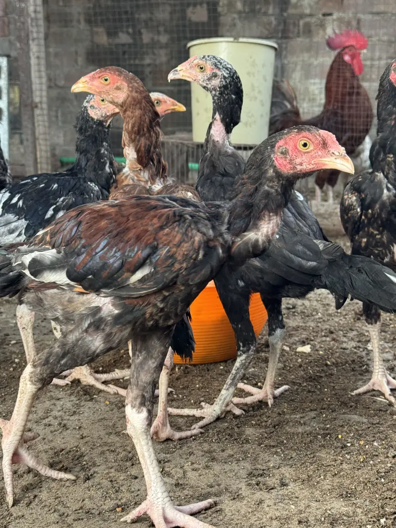 High-Quality Aseel Chicks (Mianwali x Amroha) — photo 2