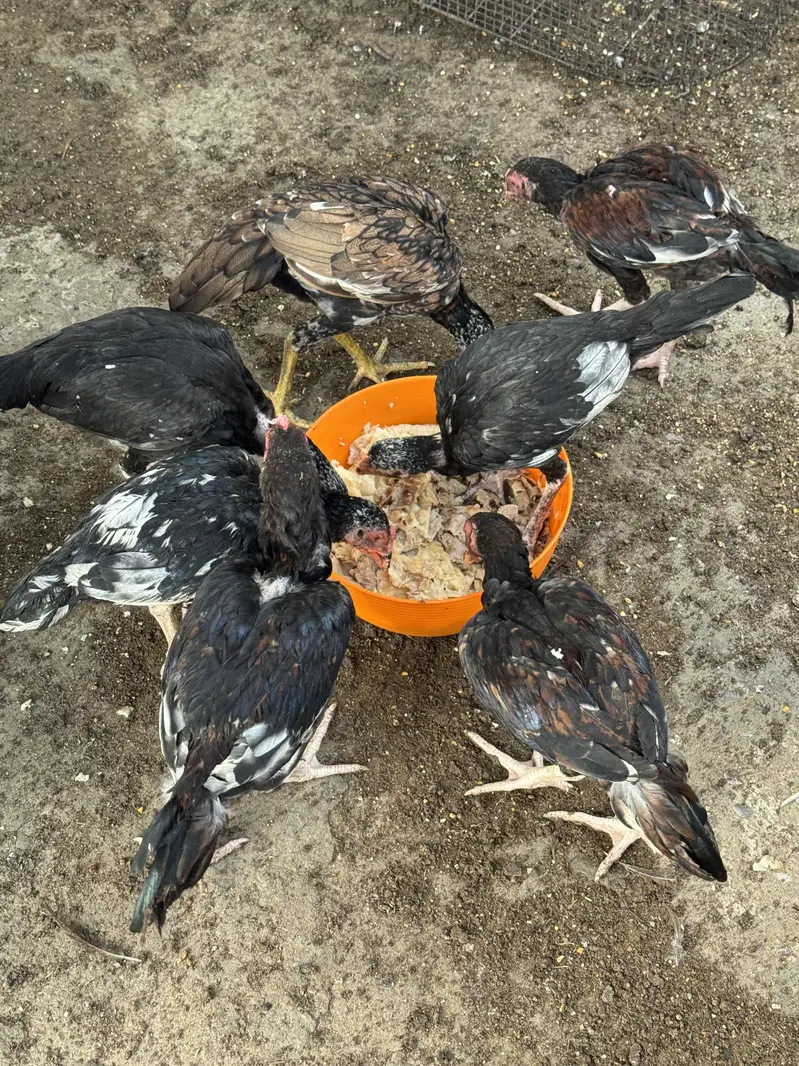 High-Quality Aseel Chicks (Mianwali x Amroha) — photo 3