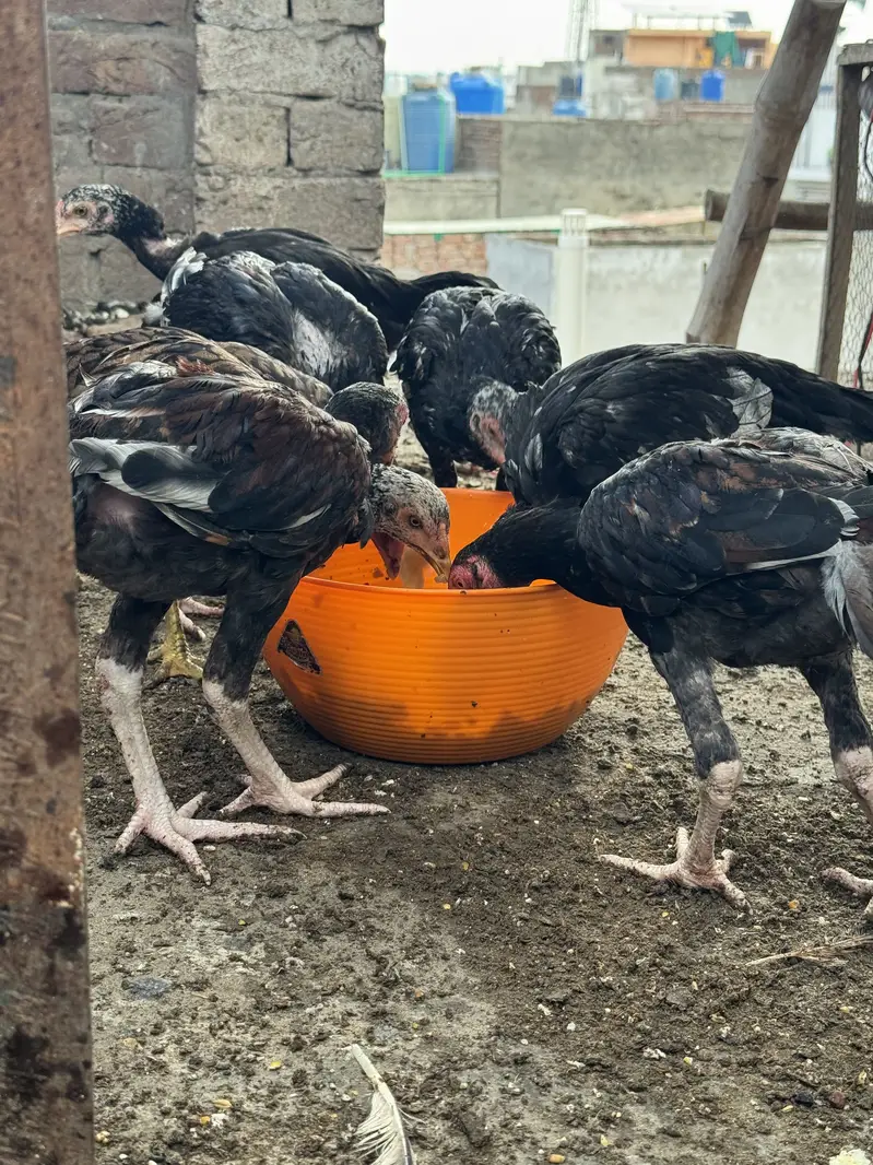 High-Quality Aseel Chicks (Mianwali x Amroha) — photo 4