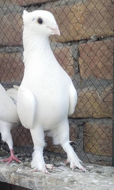 white plumage sentient male for sale