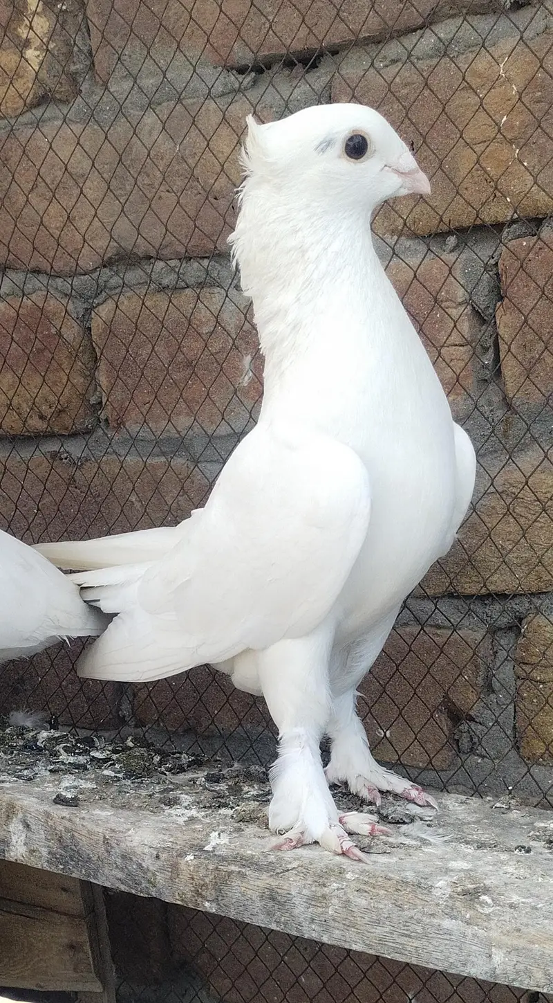 white plumage sentient male for sale — photo 2