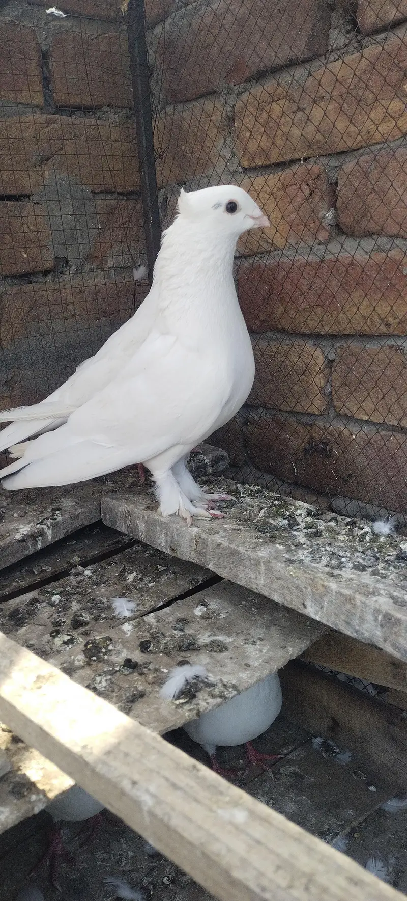 white plumage sentient male for sale — photo 3