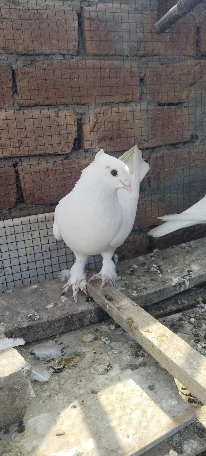 white plumage sentient male for sale — photo 4