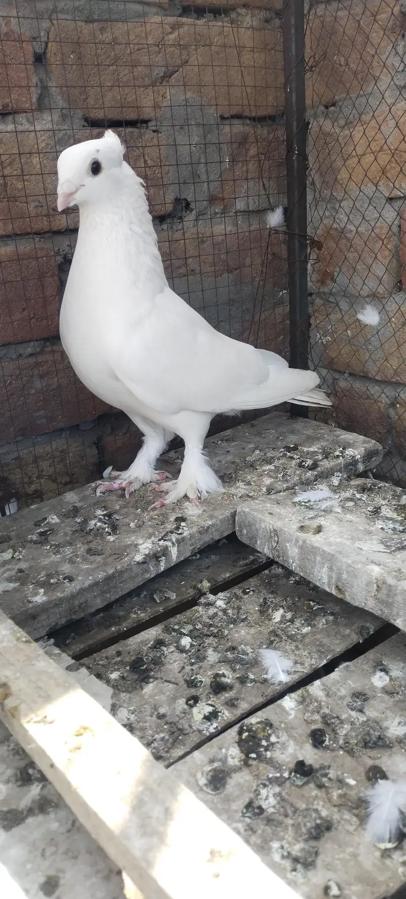 white plumage sentient male for sale — photo 5