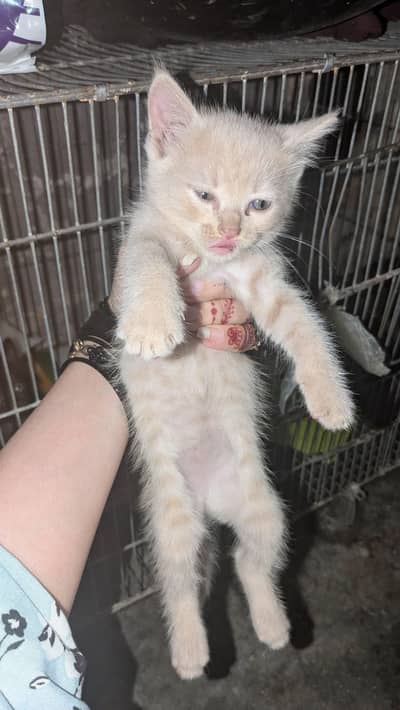 Persian kittens for sale